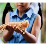 Suplementos de vitamina D para iguanas: ¿qué necesita mi mascota?