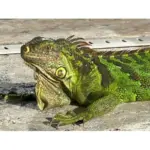Descubre dónde suelen vivir las iguanas en cautiverio: guía completa