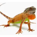 Dieta adecuada para iguanas: mantén a tu mascota saludable