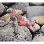 Defensa de las iguanas en su hábitat: estrategias y adaptaciones