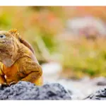 Reproducción de iguanas en su hábitat natural: Guía completa