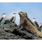 La migración de las iguanas en busca de hábitats ideales