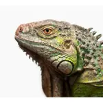 La dieta ideal para una iguana: todo lo que necesitas saber