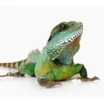 Beneficios y cuidados de dejar a tu iguana deambular en casa