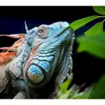 Los beneficios de dejar que tu iguana tome el sol: Guía completa