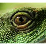 Curiosidades sobre cómo las iguanas reconocen a sus dueños