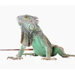 ¿Por qué cambia de color mi iguana? Descubre lo normal en reptiles