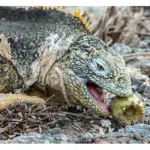 Guía completa sobre el ayuno estacional de las iguanas