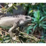 Consecuencias y soluciones si mi iguana come demasiado rápido