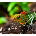 Refugios para iguanas: tipos y necesidades en su hábitat