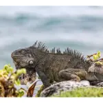 6 Medidas efectivas para proteger el hábitat de las iguanas