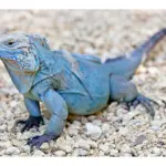 Crear hábitats artificiales de iguanas en cautiverio: guía completa