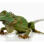 Amenazas al hábitat de las iguanas: ¿Cómo evitarlas?